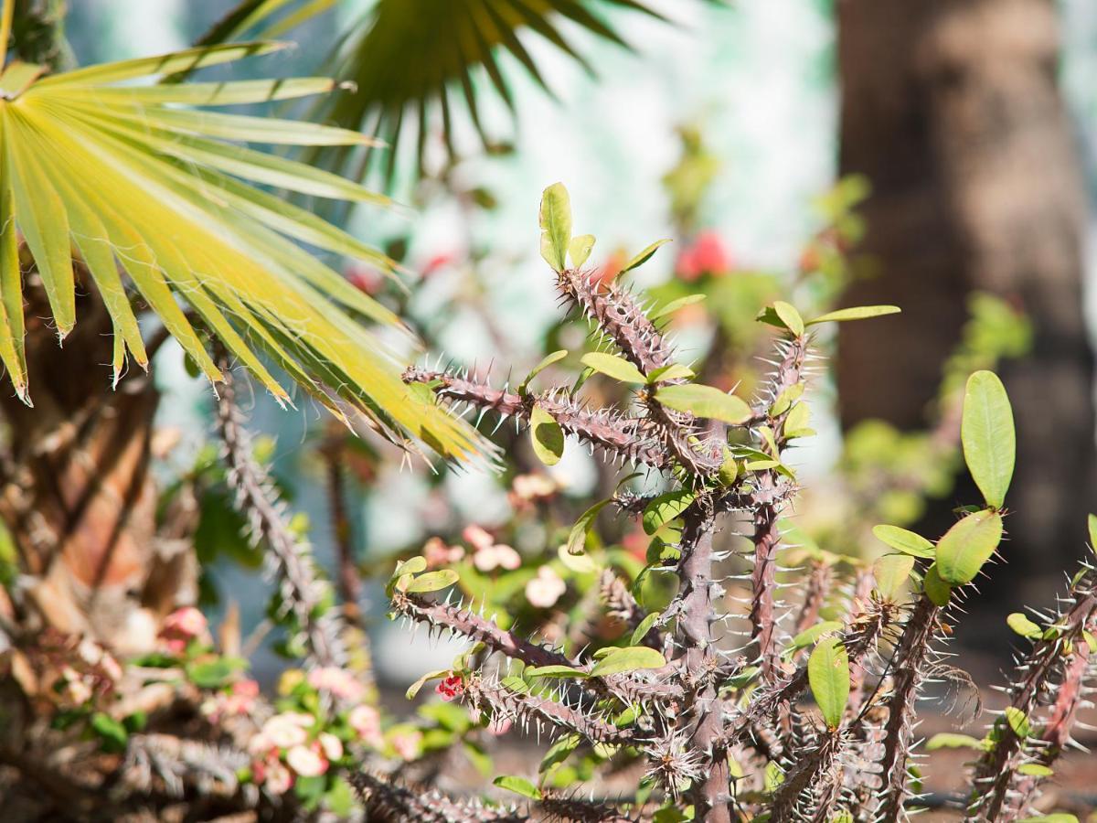 Bungalows Vistaflor Maspalomas  Dış mekan fotoğraf